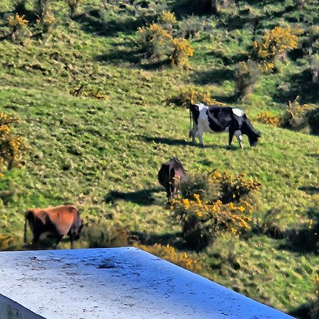 Waihi Beach Toroha Cosy Cabin Luaran gambar